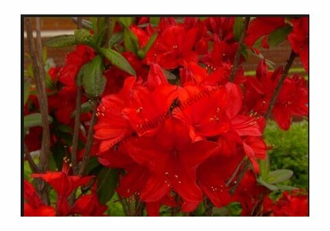 Azalka velkokvětá Feuerwerk - červená 20/40 cm, v květináči Azalea Knap Hill Feuerwerk
